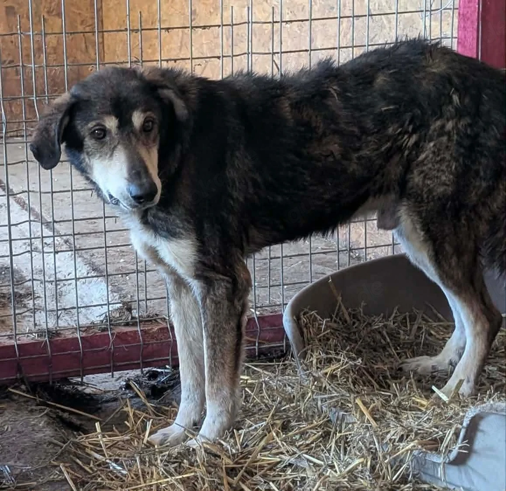 Sammy möchte auch noch ein schönes Zuhause