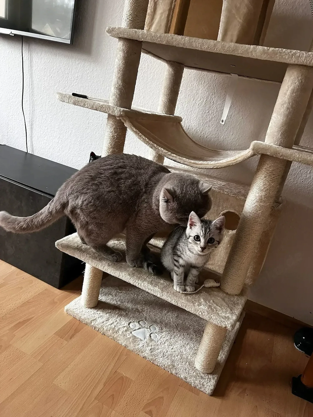 BKH Kater und EKH Tabby Kitten in gute Hände