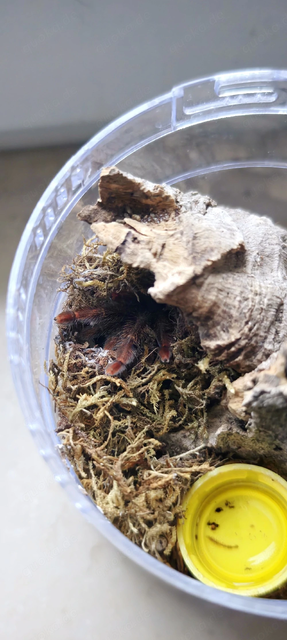 Amazonius Germani, Rosarote Baumvogelspinne 