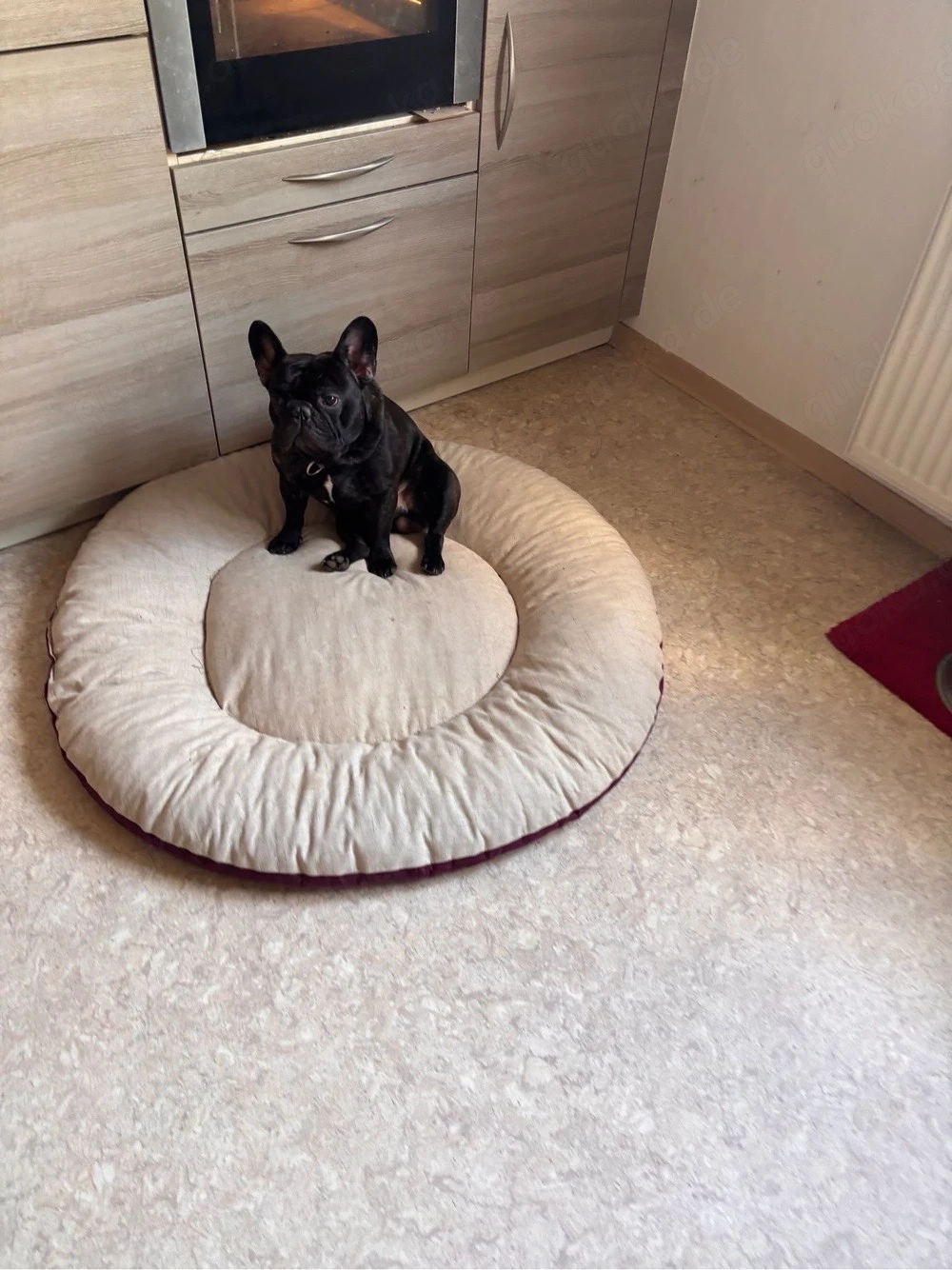 balu sucht ein neues zuhause