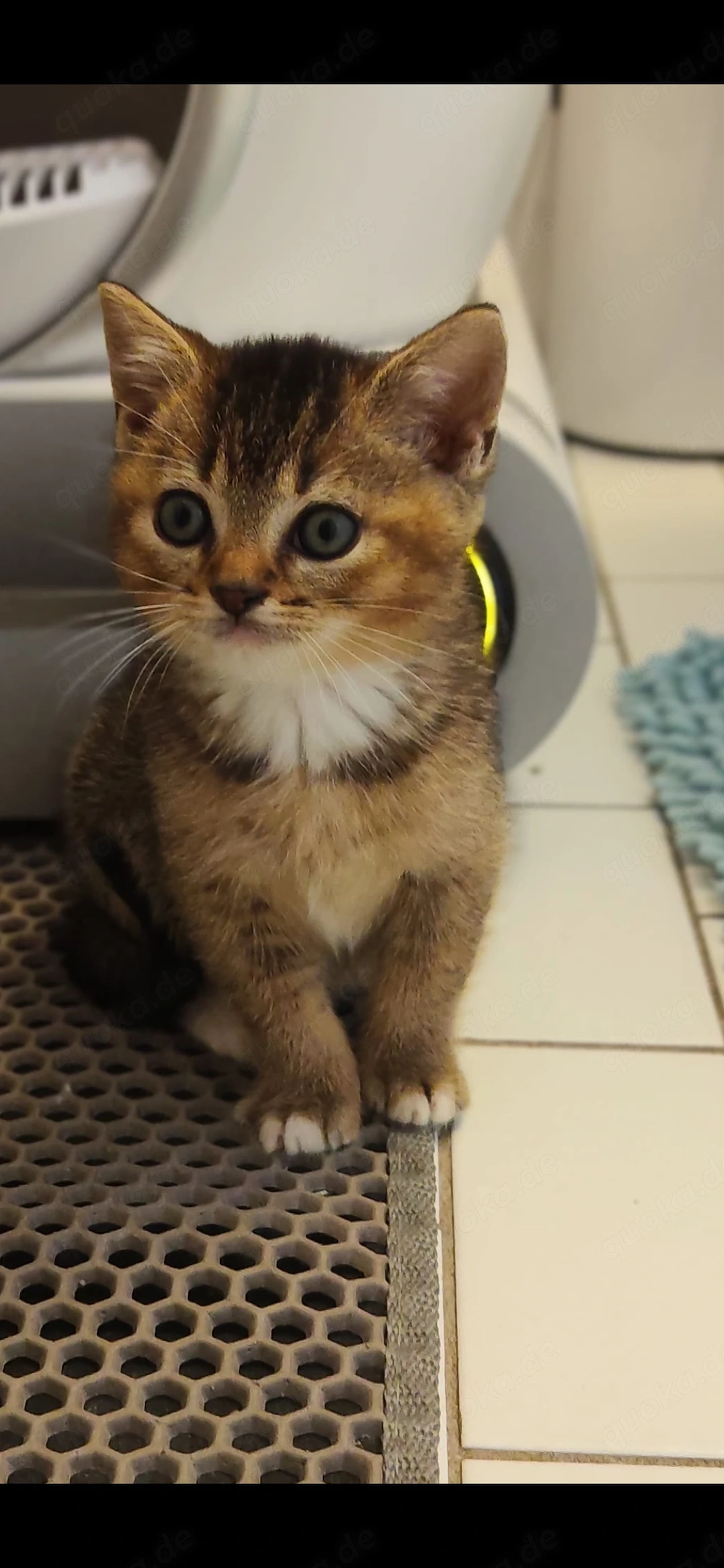 Reinrassige bkh kitten