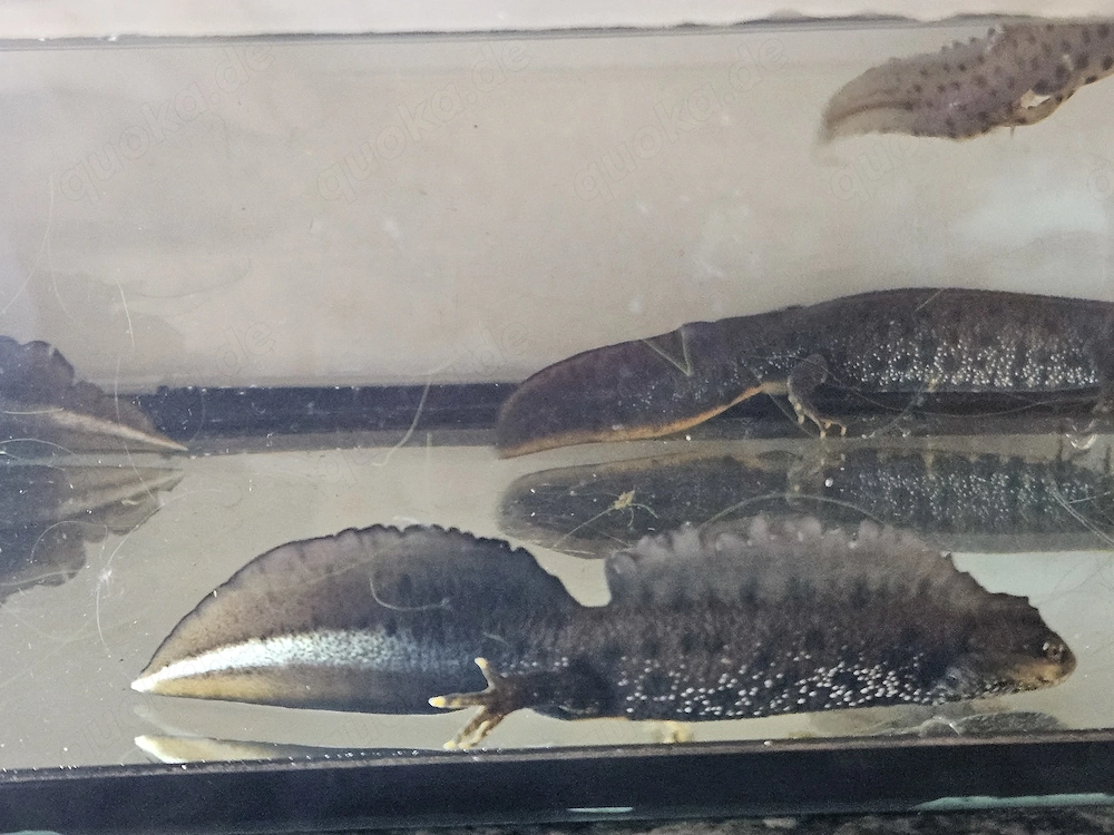 Kammmolch Triturus cristatus