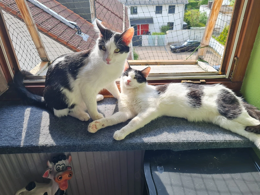 Binx & Zeus - Verspieltes Katzenpärchen sucht spannendes Zuhause