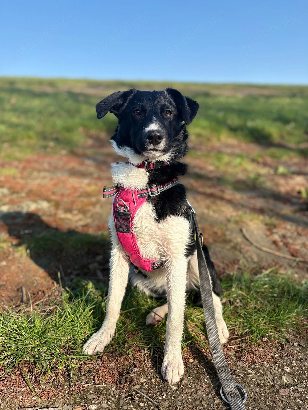 Lotte 10 Monate alte Bordercollie Mix Hündin