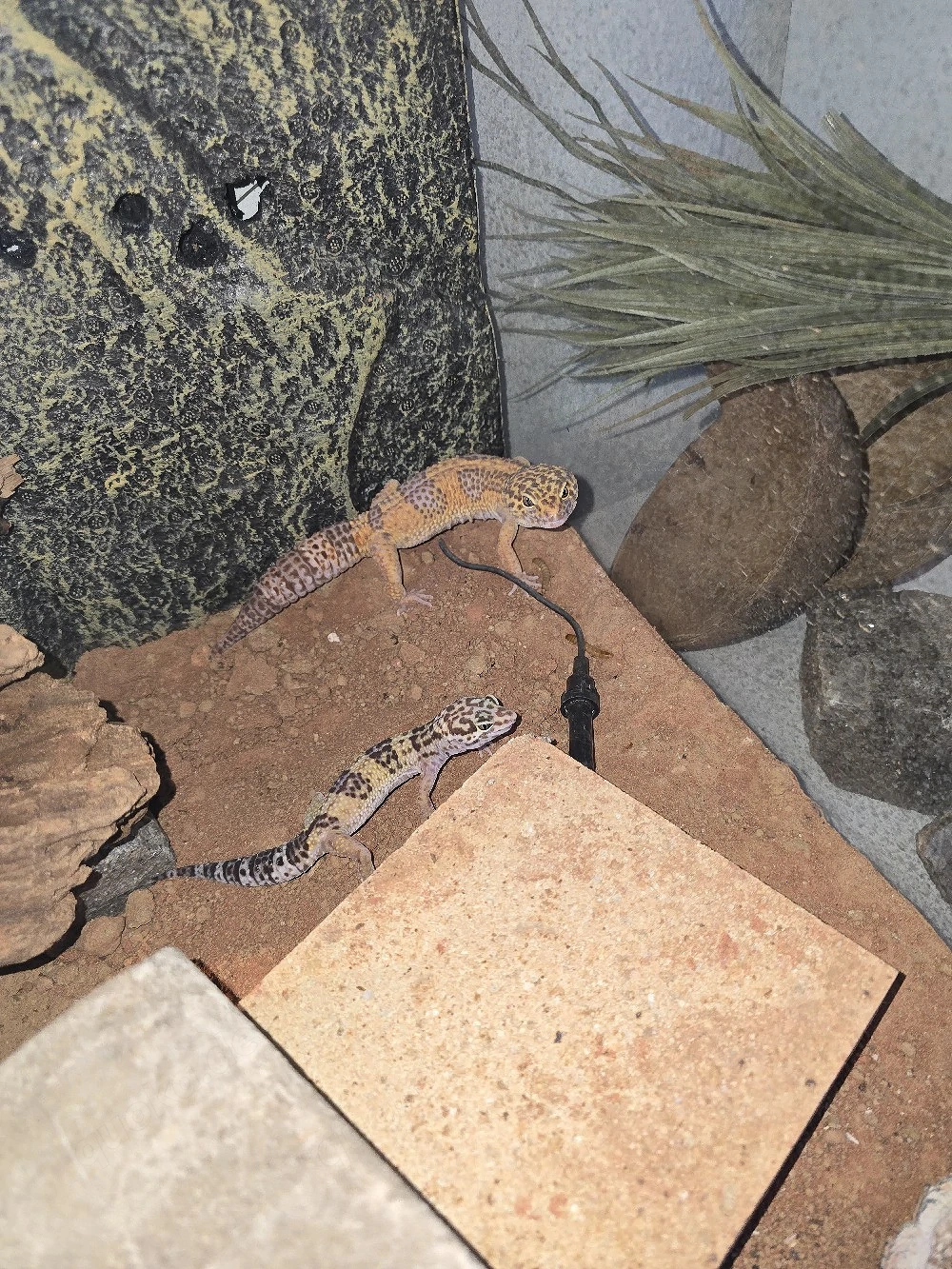 Wunderschöne Leopardgecko Dame (Eublepharis macularius) - Eine kleine Sonnenanbeter sucht neues Zuha