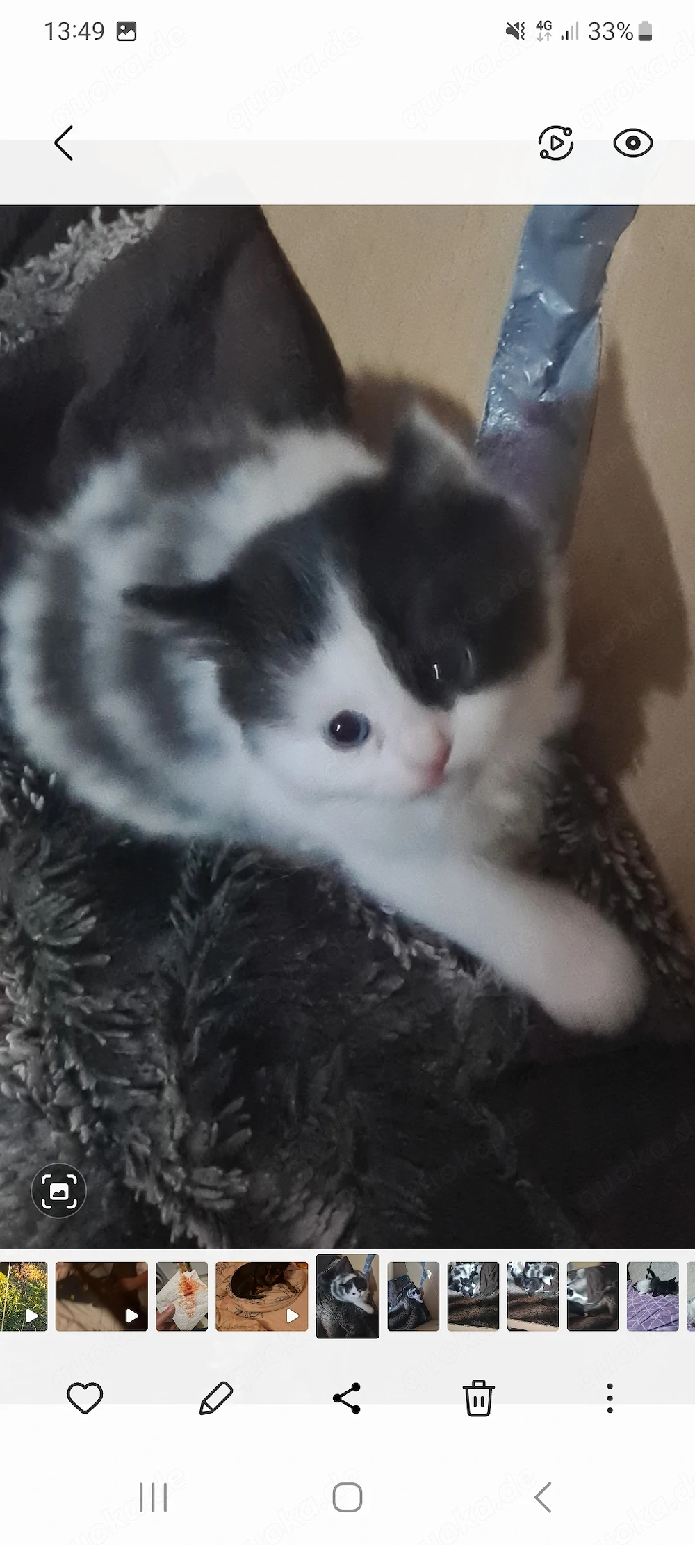 Katzen babys 8 Wochen alt 