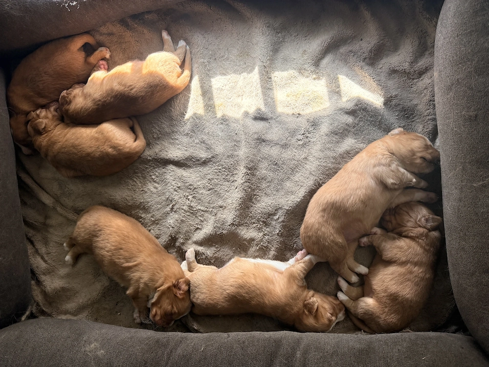 Nova Scotia Duck Tolling Retriever Welpen