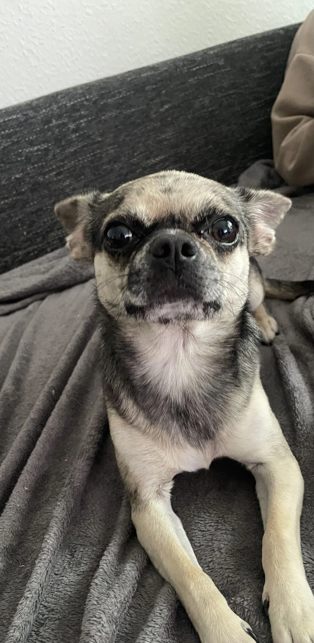 Chihuahua Mix Rüde