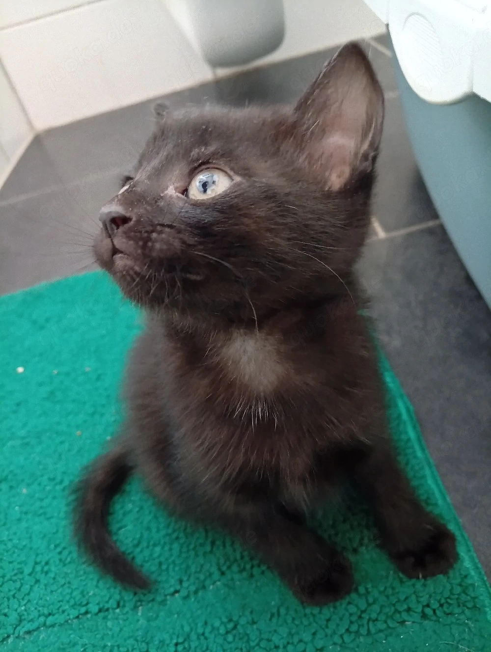 BKH kitten in der Farbe schwarz Mädchen 