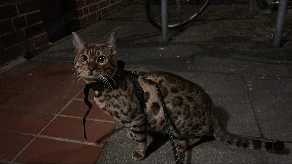 Bengal kater