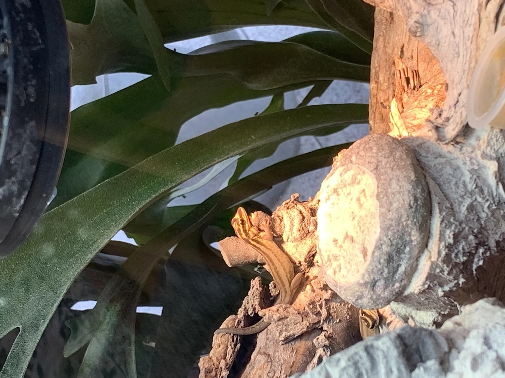 0,1 Streifenzwergtaggecko ( Lygodactylus kimhowelli)