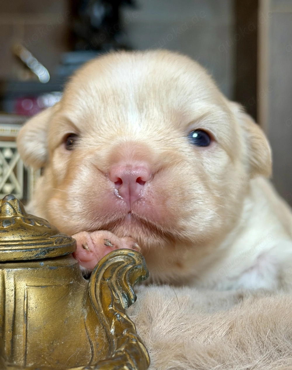 Premium Französische Bulldoggen Welpen aus promovierter Zucht 