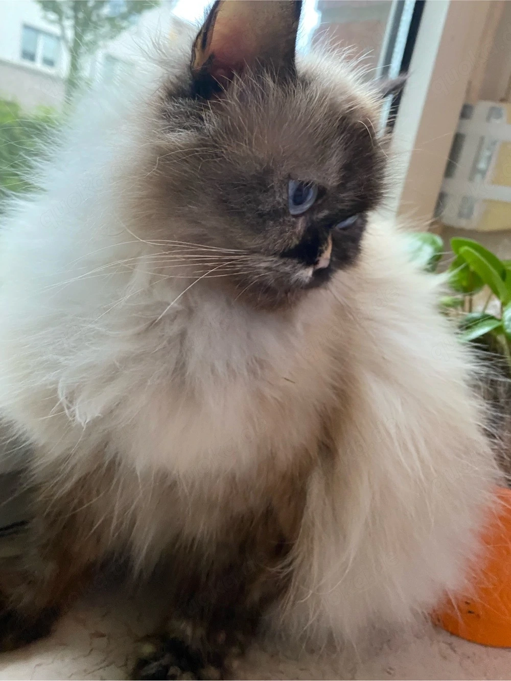 Wunderschöne, verschmuste Perser-Langhaar Katze sucht liebevolles Zuhause   