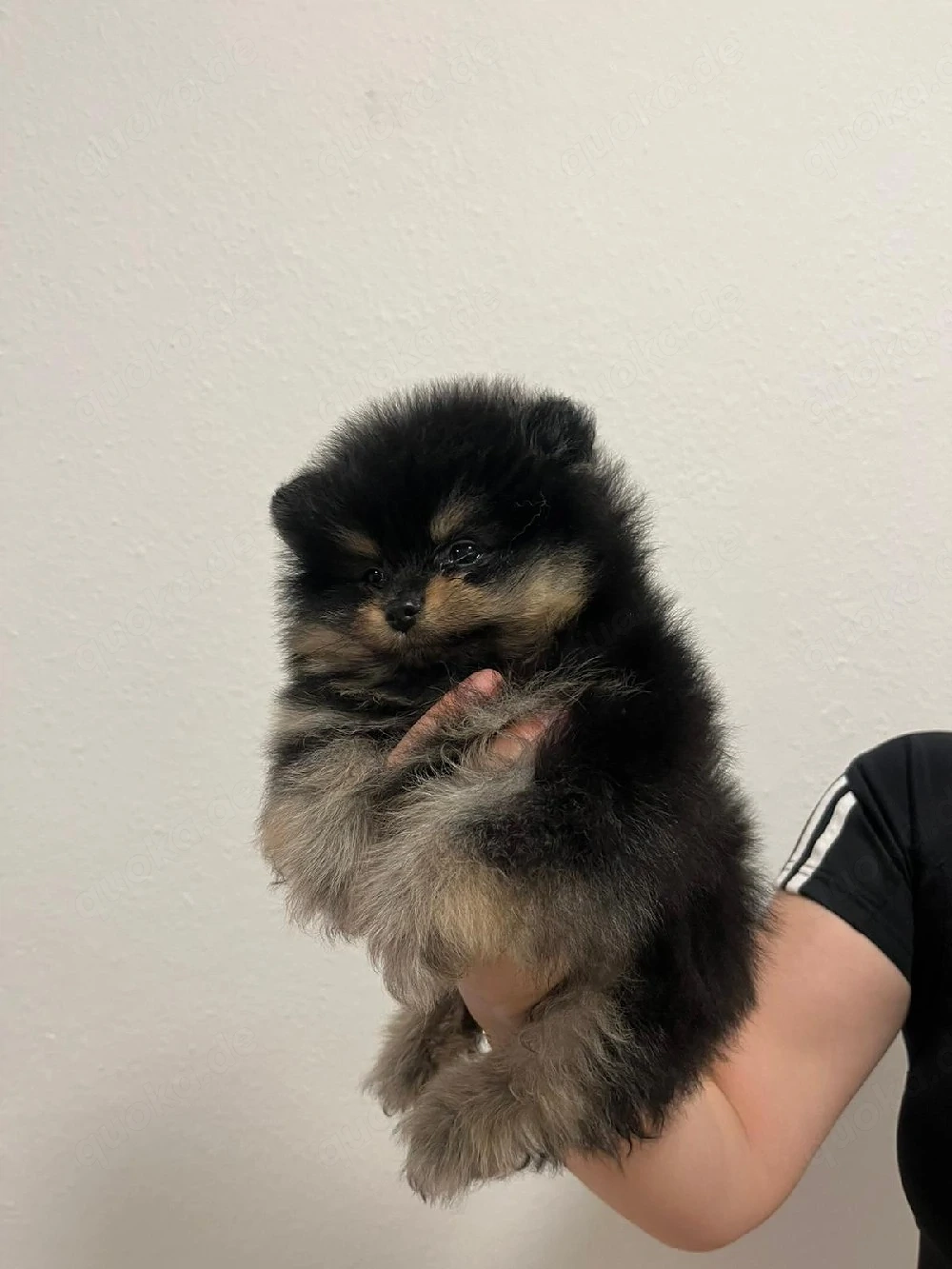 Spitz Pomeranian 