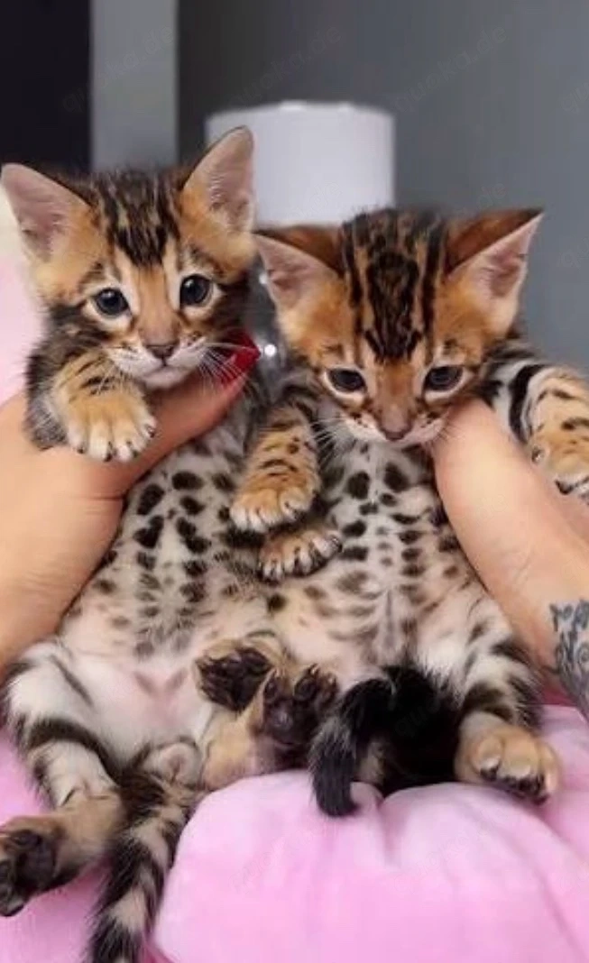 Reinrassige Bengal Kitten  