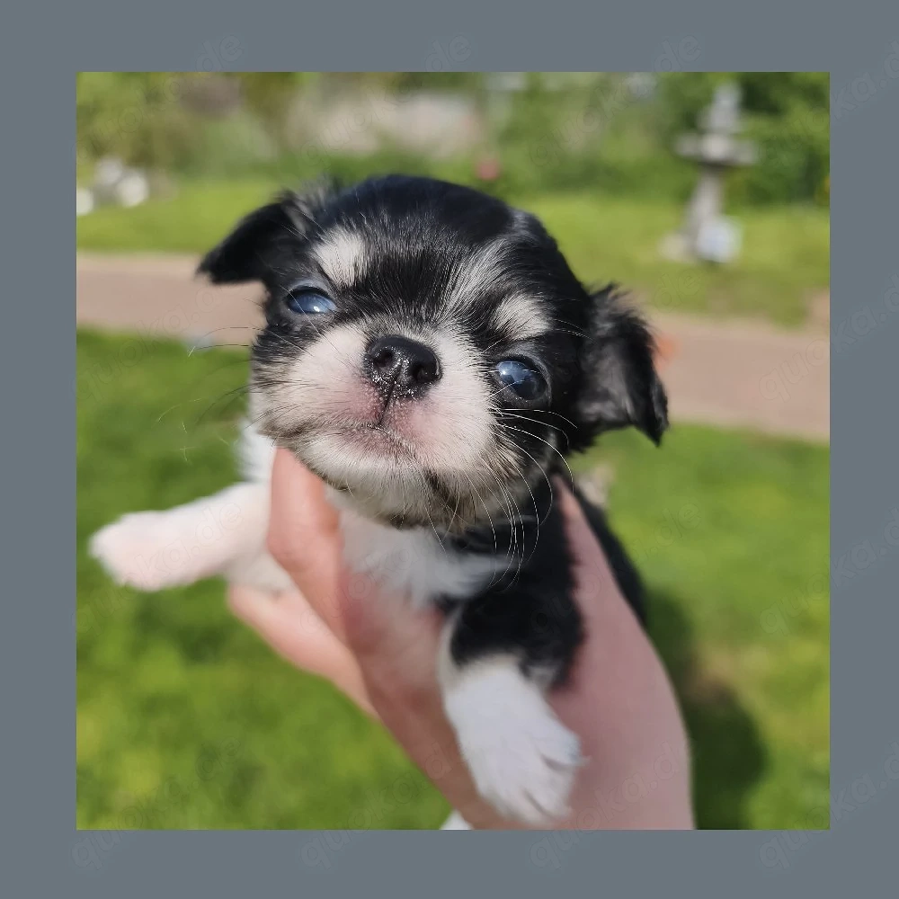 2 Langhaar Chihuahua Hündinnen mit Ahnentafel suchen noch 