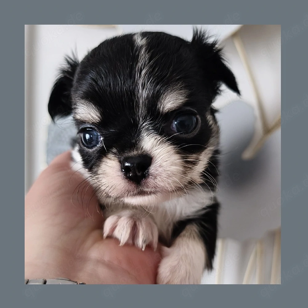 2 kleine Typvolle Chihuahua Langhaar Hündinnen mit Ahnentafel 