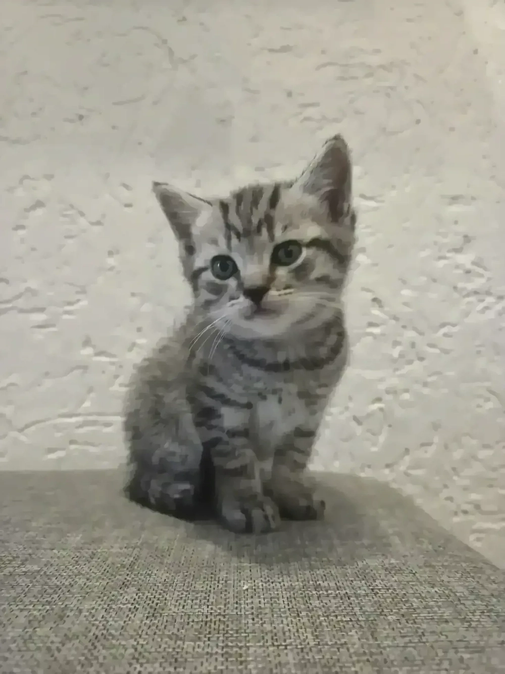 3 Baby-Kätzchen suchen ein neues Zuhause