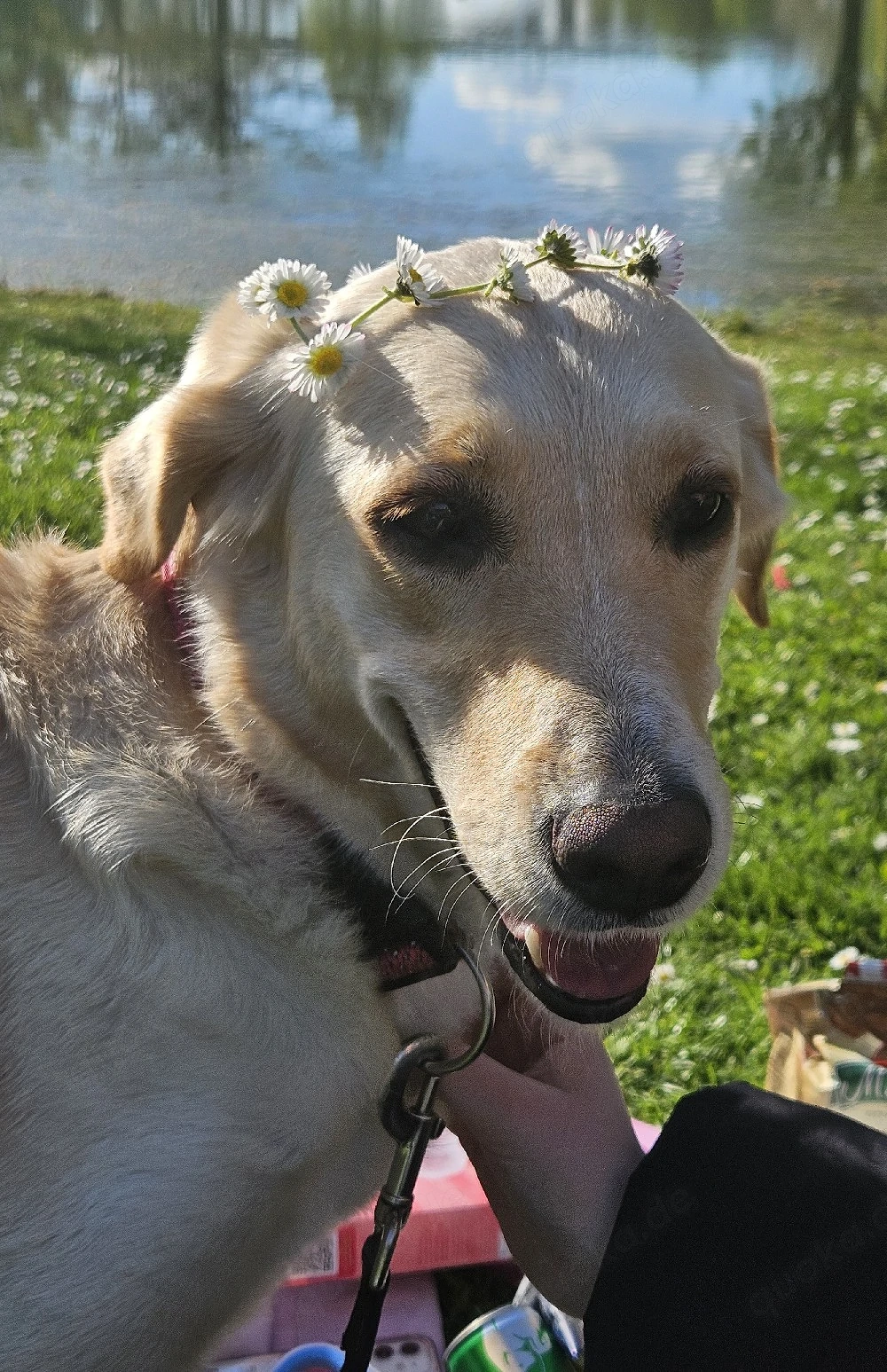 Goldador Labrador Goldenretriever Mischlingswelpen - Vorabvermittlung aus Familienhaltung