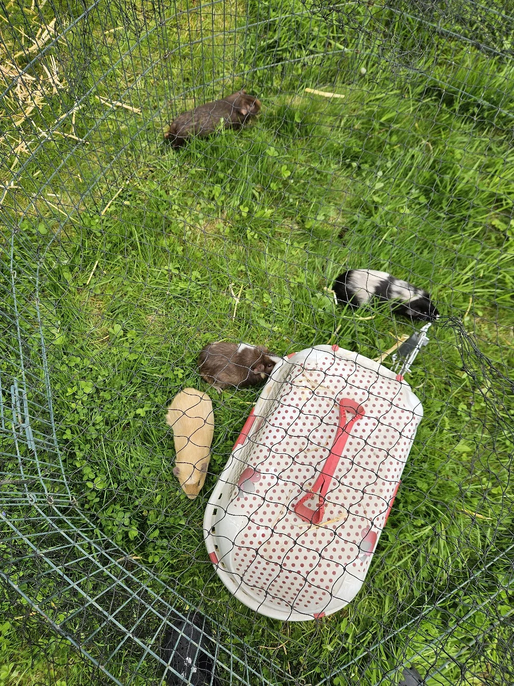 Meerschweinchen männlich 