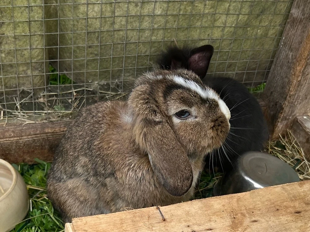 Zwergkaninchen, Männchen, Widdermix, Kaninchen kastriert, Kastrat