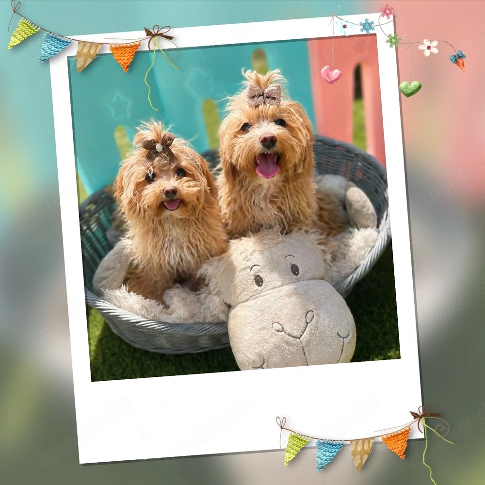  Mini Maltipoo Welpen   