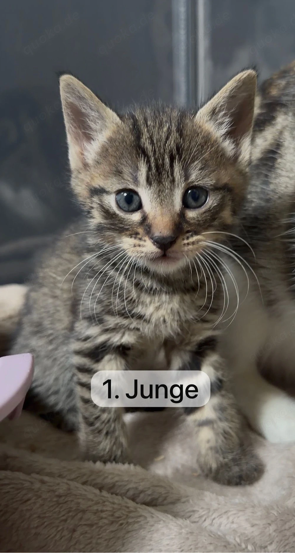 Süße kitten zu vermitteln 