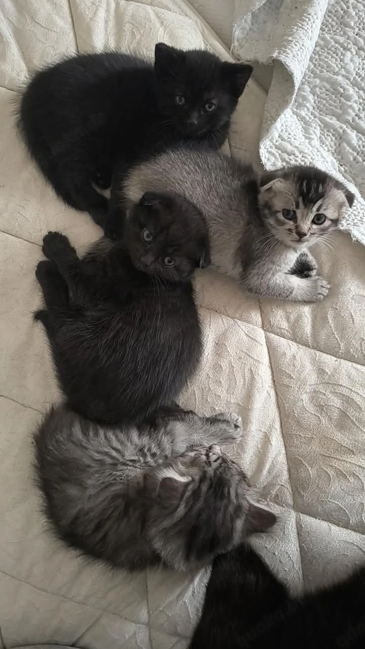 Babykatzen suchen ein wunderschönes Zuhause 