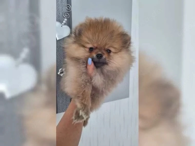 Süsse Zwergspitz Pomeranian Welpen