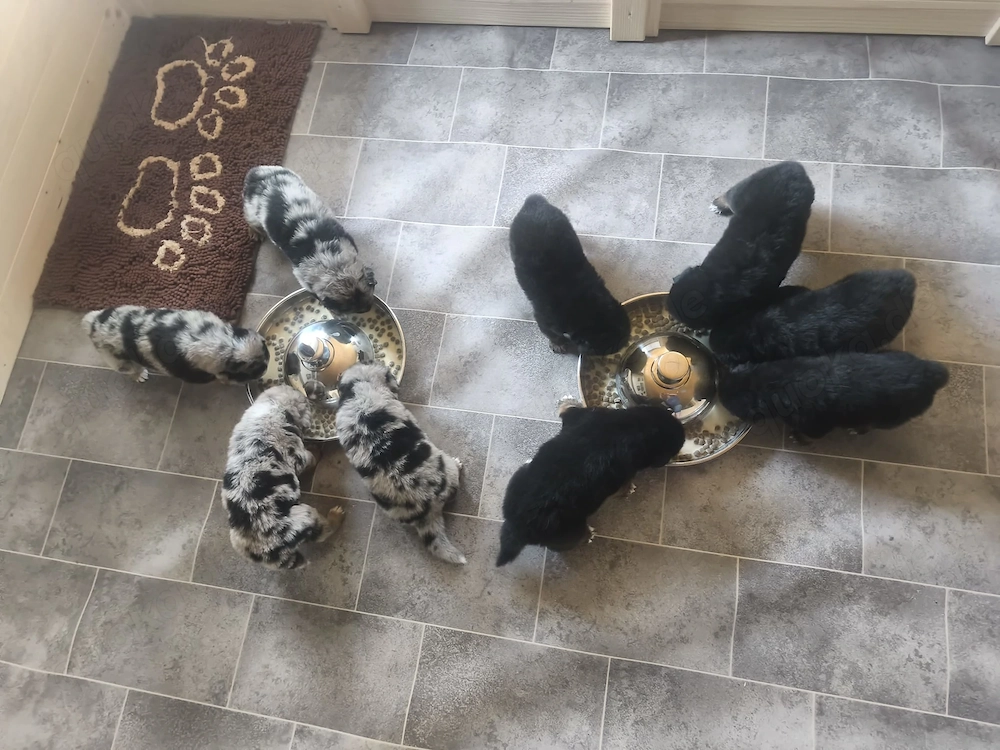 Australian Shepherd Mix Welpen 2 Hündinnen suchen noch ein Zuhause