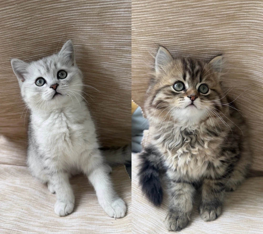 wunderschöne BLH BKH Kitten
