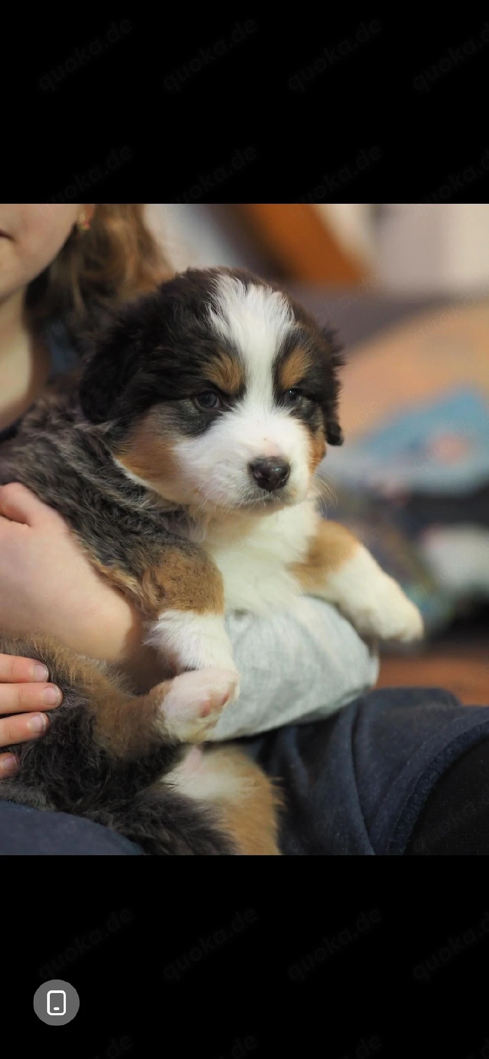 Australian shepherd in gute hände abzugeben