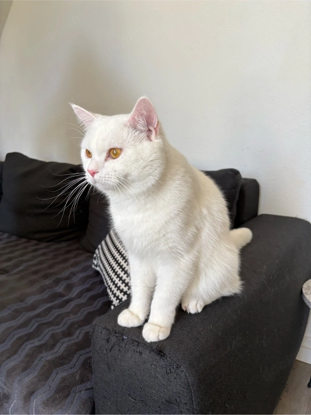 BKH Deckkater (Kein Verkauf!)