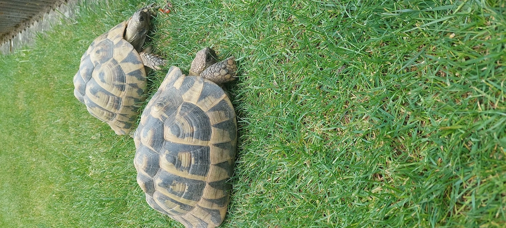 Griechische Landschildkröten THB