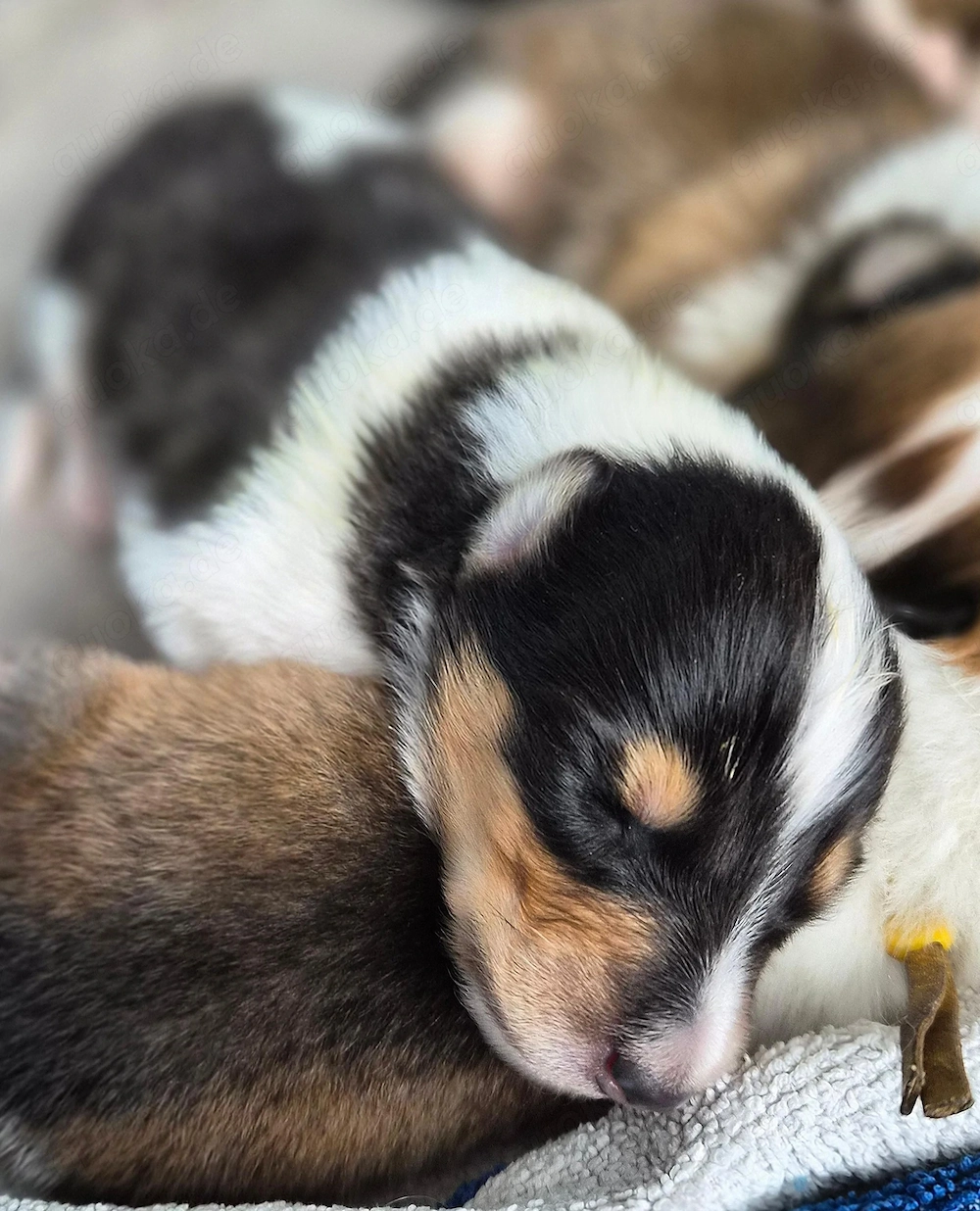 Amerikanische Collie Welpen nur noch ein Rüde mit Ahnentafel 