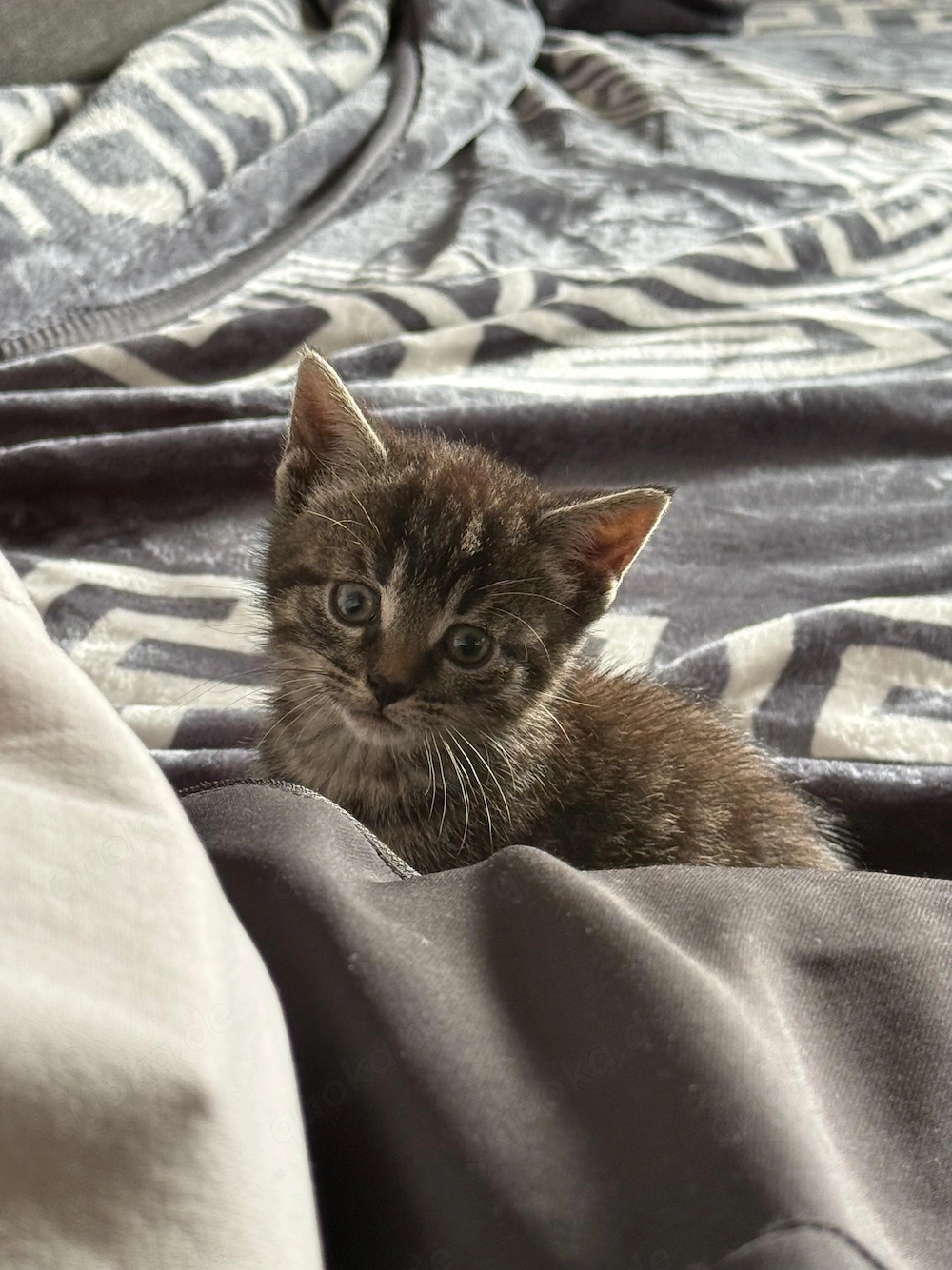 Babykatzen Katze und Kater 