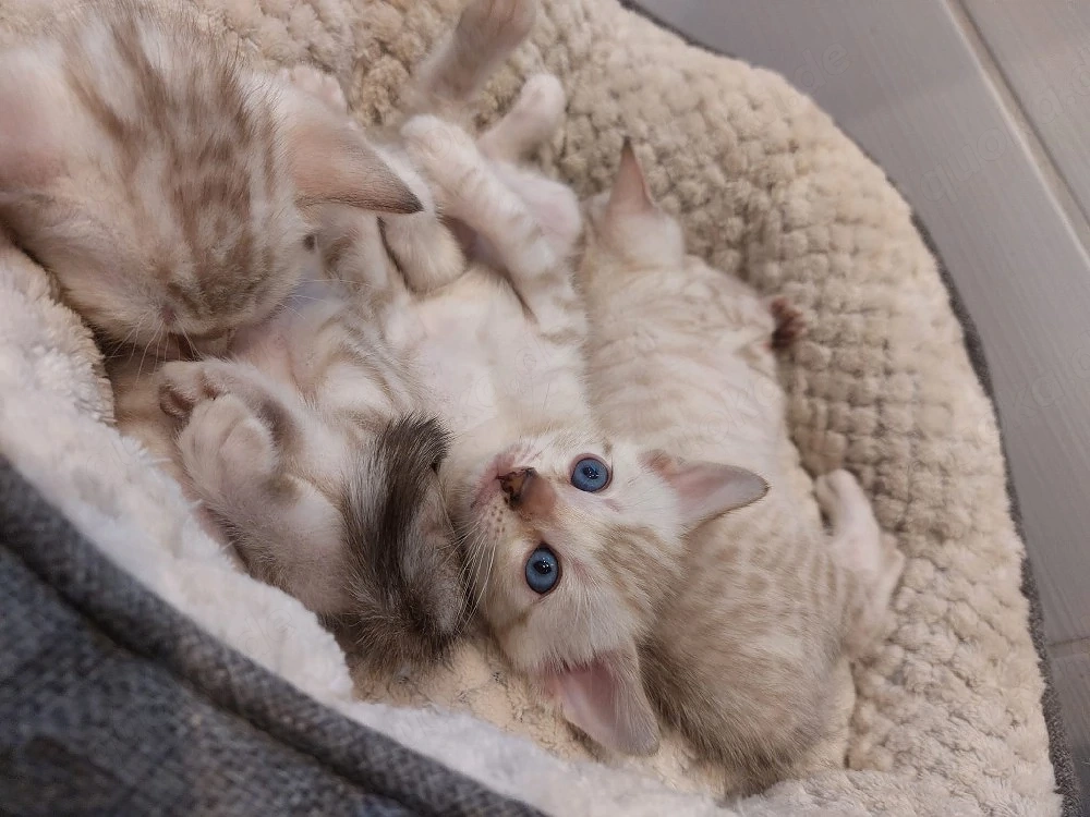 3 süße Bengalkitten suchen ein schönes Zuhause