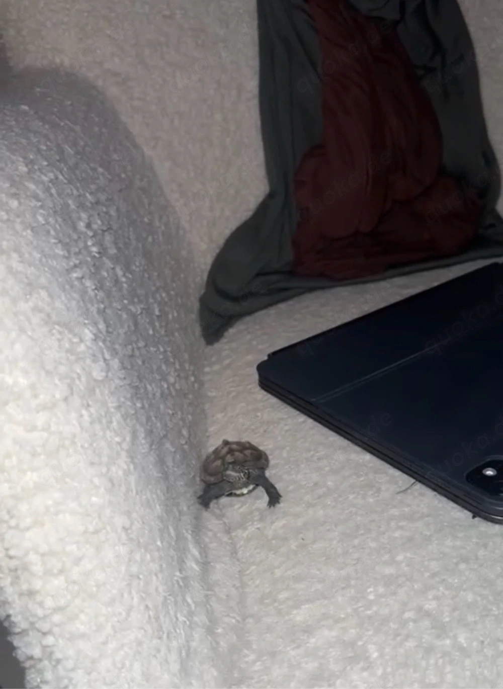 Wasserschildkröten