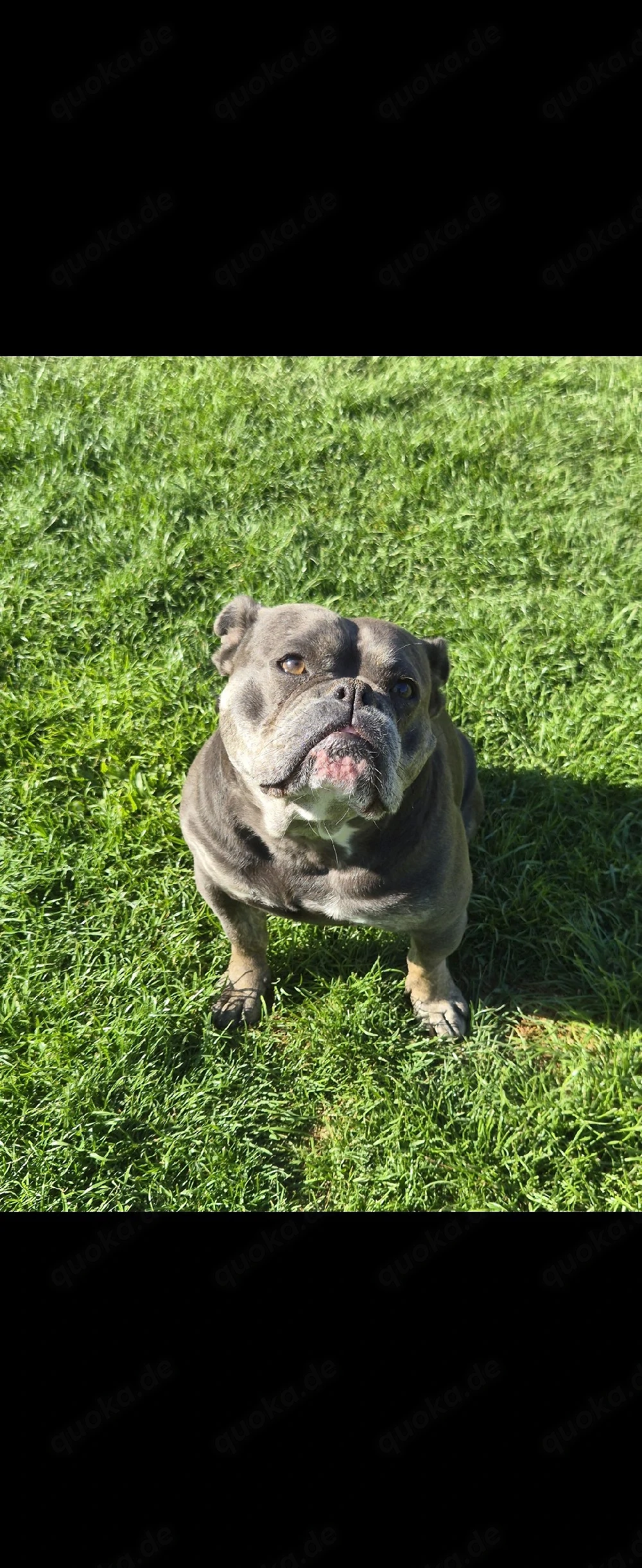 Wurfankündigung Old English Bulldogge     