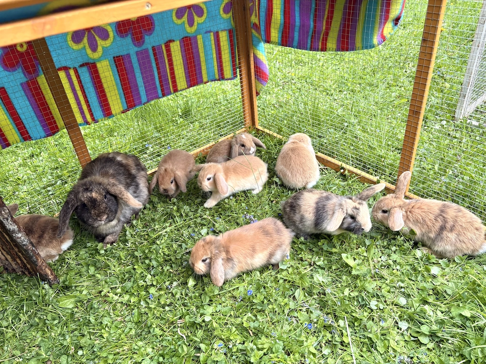 Zwergkaninchen Babys Minilop Zwergwidder 