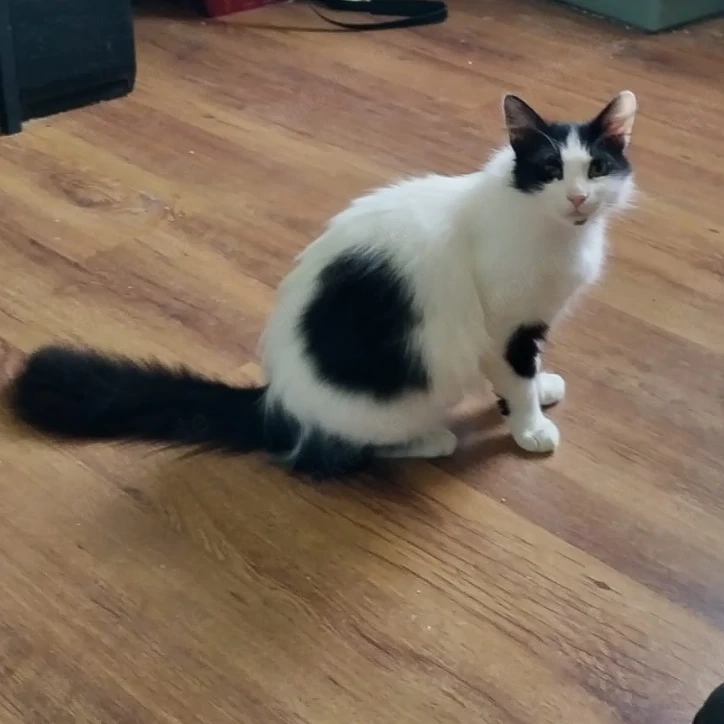 Star, 1 Jahr, lieb, gerne in Wohnungshaltung