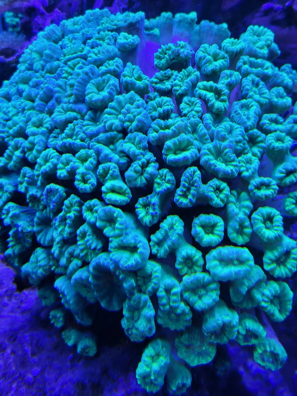 Caulastrea furcata Neon green Green Trumpet Coral LPS Steinkoralle Meerwasser Aquarium 