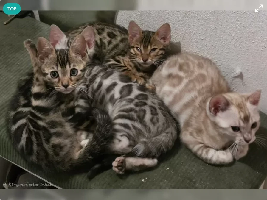 Bengal kitten, reinrassig mit Stammbaum