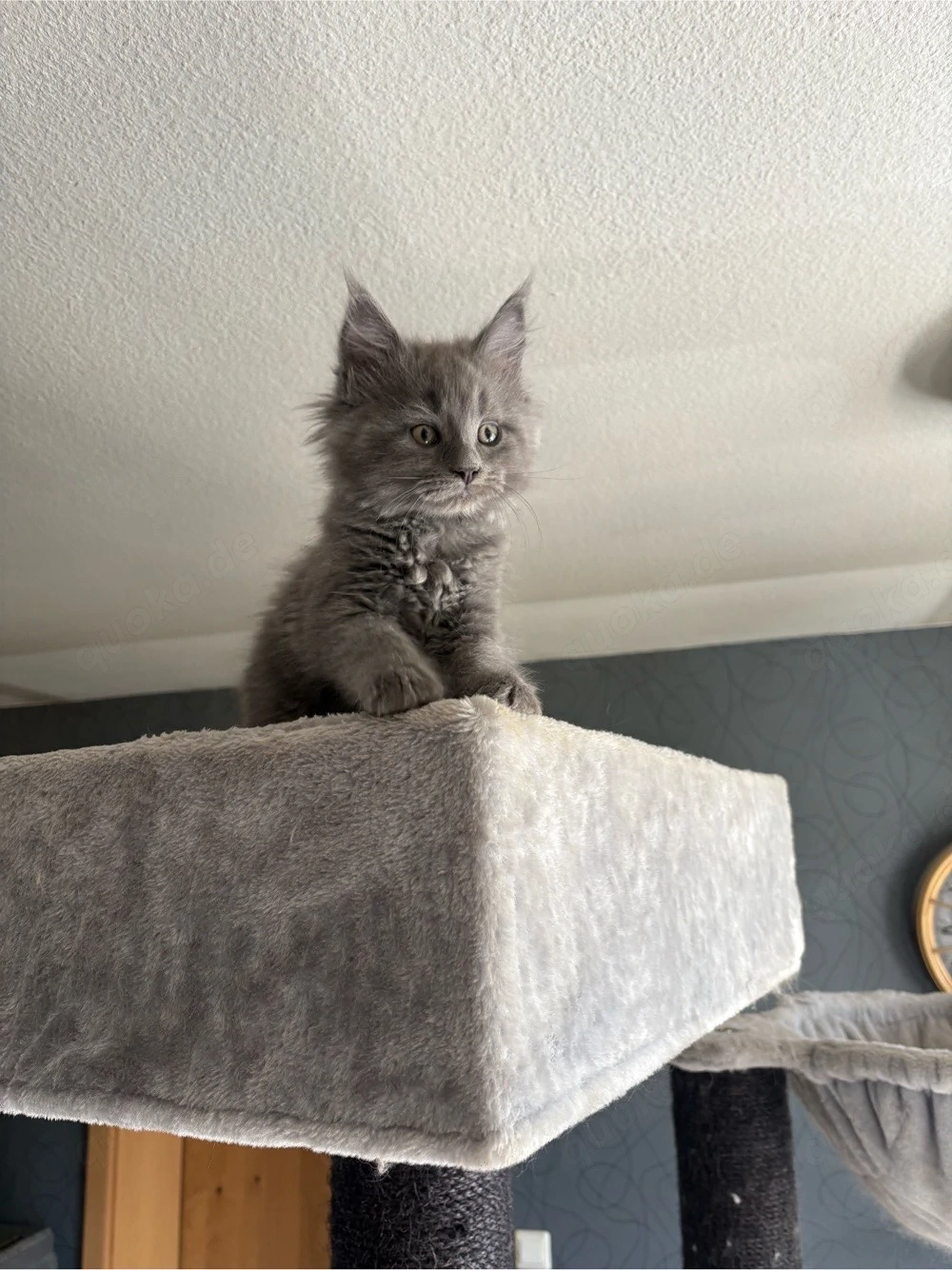 Maine coon Kitten reinrassig ohne stammbaum