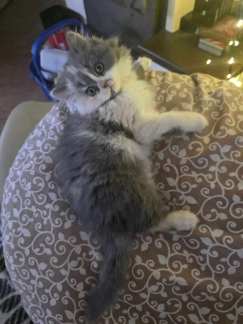  Zuckersüße BKH Kitten mit Stammbaum aus seriöser Zucht