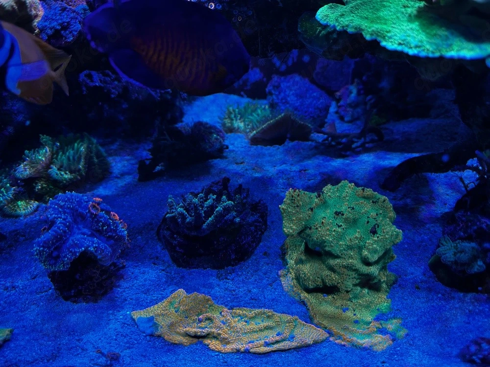 Montipora Gold Rush großes Stück Meerwasser