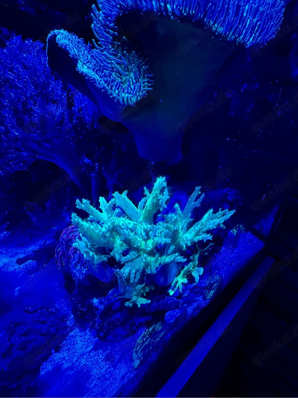 Meerwasser Fiji Sinularia