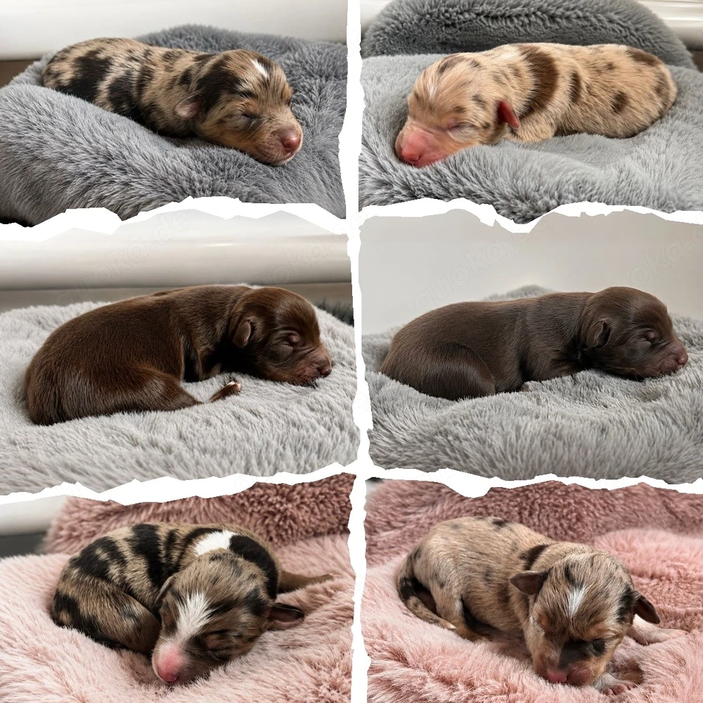 Miniature - Australian Shepherd - Aussie Welpen