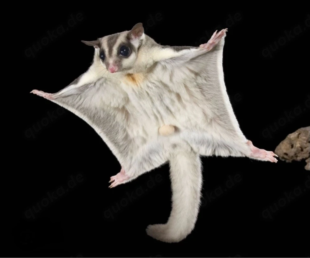 Suche Suger Glider Paar
