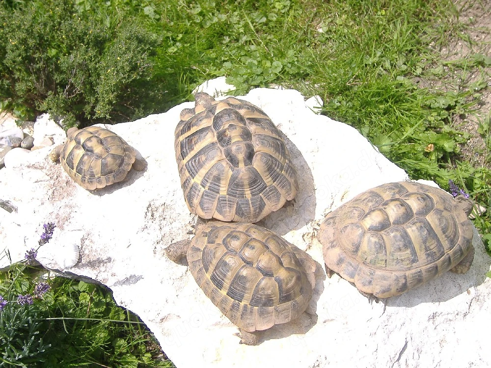 Griechische Landschildkröten abzugeben